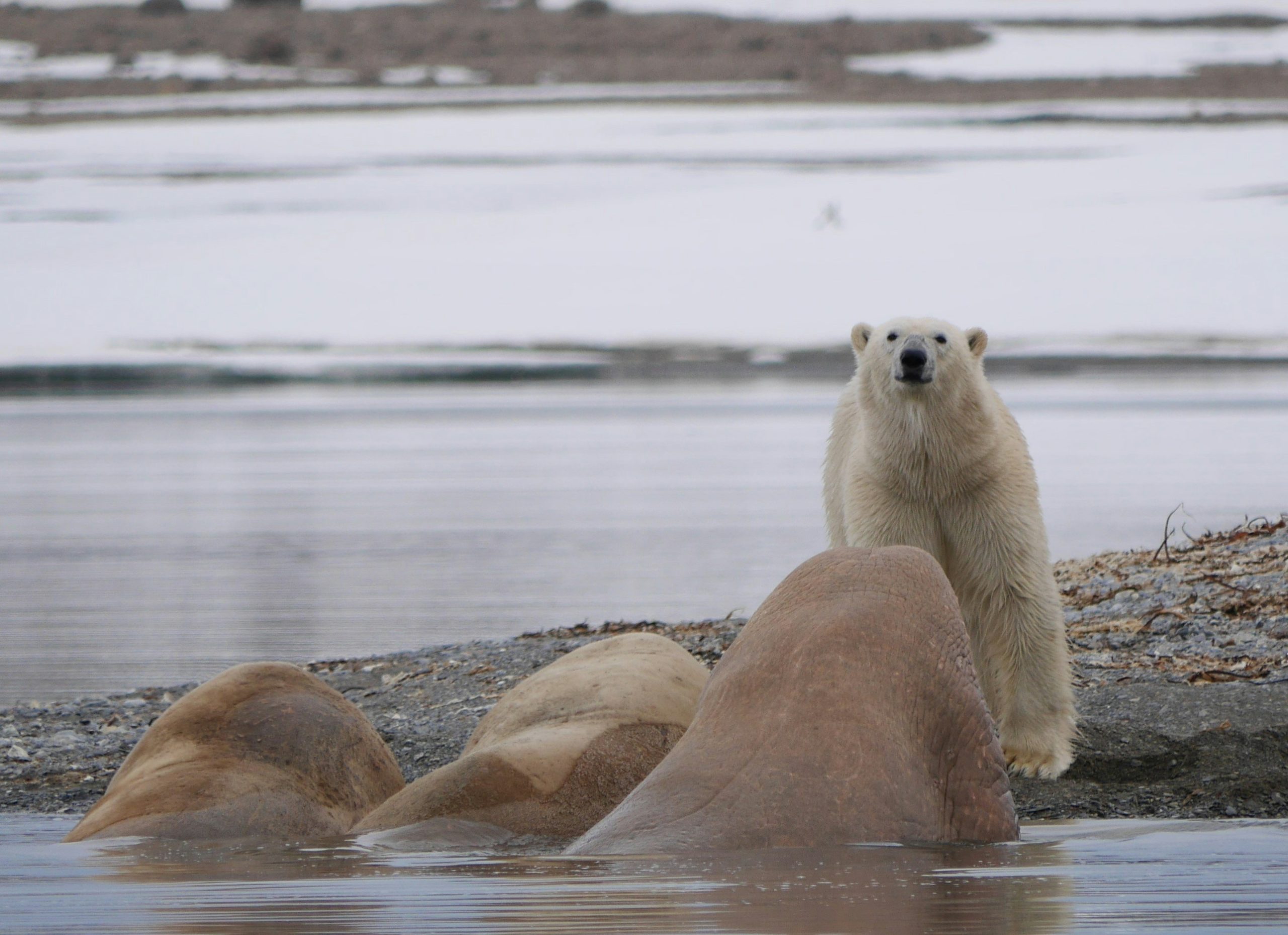 Walrus 2
